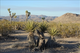 Joshua Tree NP